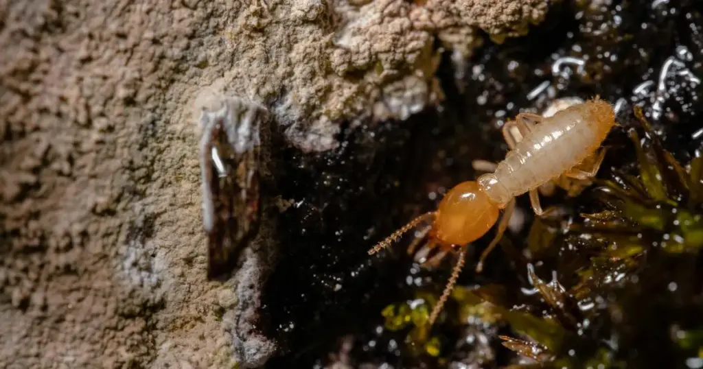 Stop wood eating insects from destroying your wood Stop wood eating insects from destroying your wood