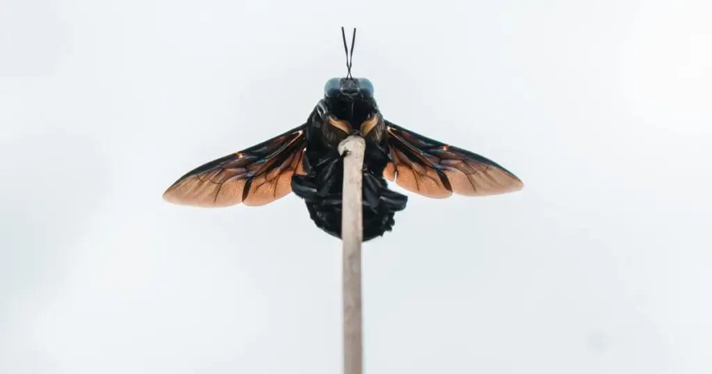 Stop wood eating insects from destroying your wood Stop wood eating insects from destroying your wood
