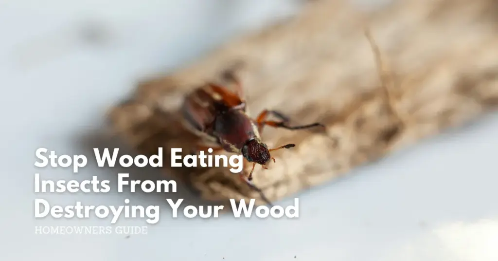 Stop wood eating insects from destroying your wood