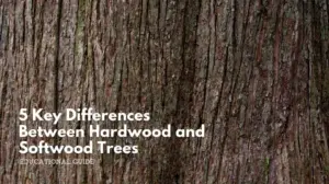 5 key differences between hardwood and softwood trees