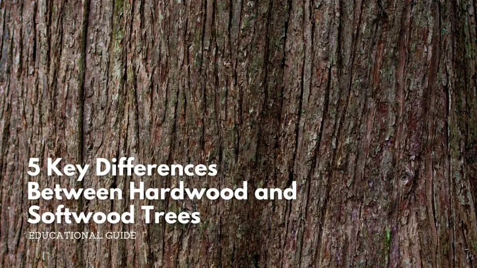 5 key differences between hardwood and softwood trees 5 key differences between hardwood and softwood trees