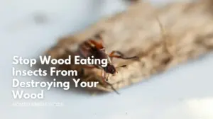 Stop wood eating insects from destroying your wood