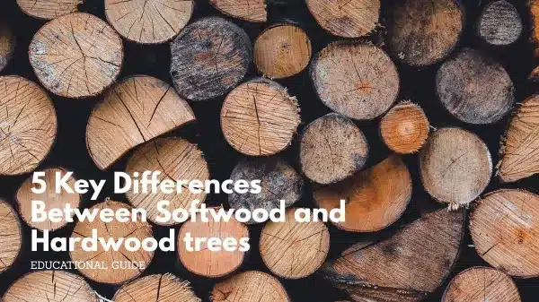 5 key differences between softwood and hardwood trees