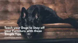 Teach your dogs to stay off your furniture with these simple tips